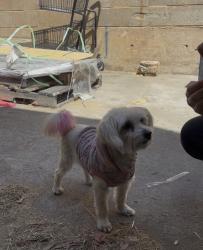 Found/Stray Female Dog last seen Casa de oro, Spring Valley, CA 91977