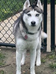 Reunited Female Dog last seen Harper’s Green Way and Hull St, Moseley, VA 23120