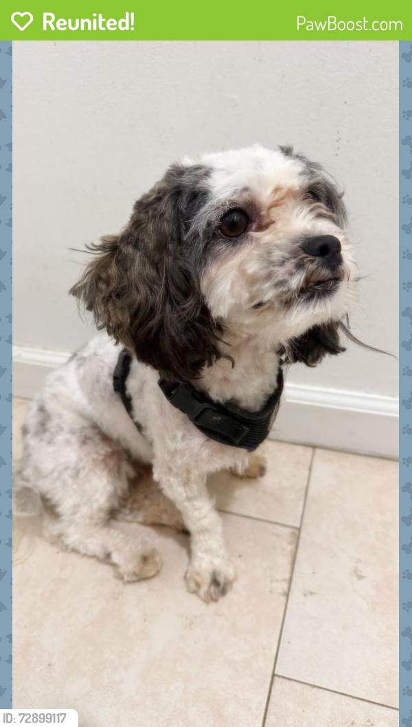 Reunited Male Dog last seen Near Pennwood Middle School, Darby, PA 19023