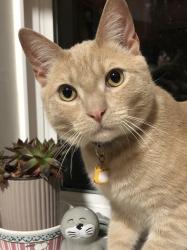 Reunited Male Cat last seen Aborn Rd and White Rd, San Jose, CA 95148