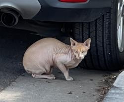 Reunited Unknown Cat last seen Near hses North of Calif st on west side 22nd, Santa Monica, CA 90403