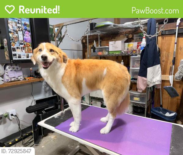 Reunited Female Dog last seen In the woods behind the health department , Grand Rapids, MI 49503