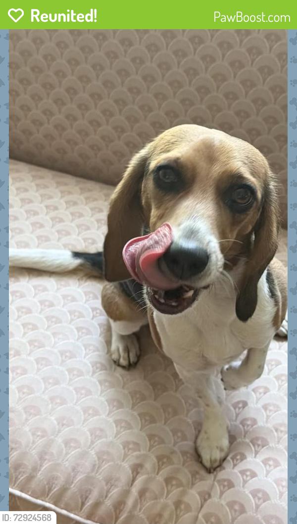Reunited Female Dog last seen Renee &Greenfield, South Elgin, IL 60177