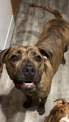 Lost Male Dog last seen Calico rd, Lenoir, NC 28645