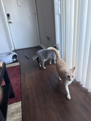 Reunited Male Cat last seen Trellis at the lakes apmts, St. Petersburg, FL 33716