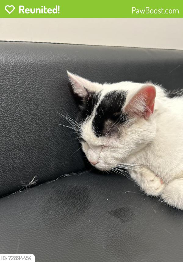 Reunited Male Cat last seen 67th street e , Inver Grove Heights, MN 55077
