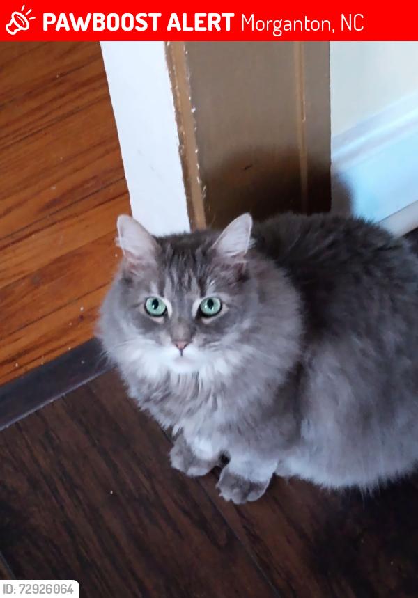 Lost Female Cat last seen Lenoir St, Short St , Morganton, NC 28655