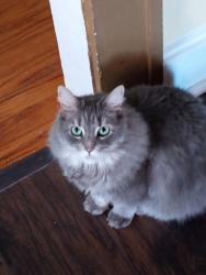 Lost Female Cat last seen Lenoir St, Short St , Morganton, NC 28655