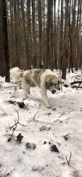 Lost Female Dog last seen N. Roxboro st , Durham, NC 27704