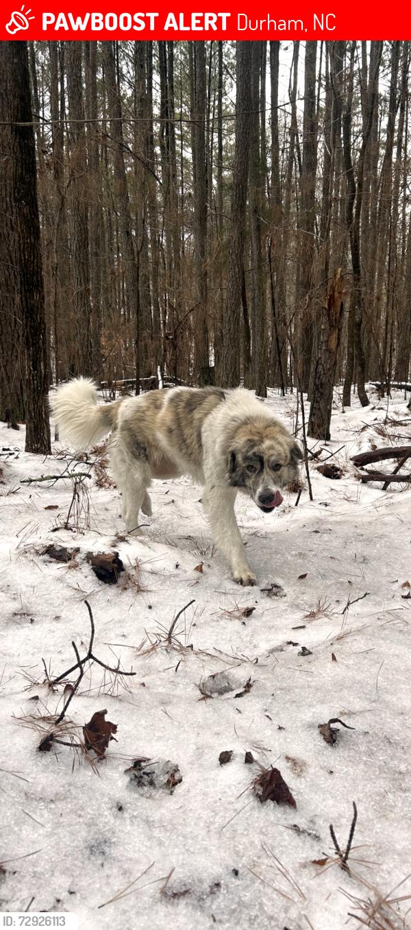 Lost Female Dog last seen N. Roxboro st , Durham, NC 27704