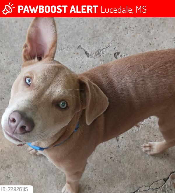 Lost Male Dog last seen Hwy 57 and Hwy 26 intersection, Lucedale, MS 39452