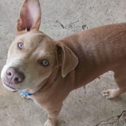 Lost Male Dog last seen Hwy 57 and Hwy 26 intersection, Lucedale, MS 39452