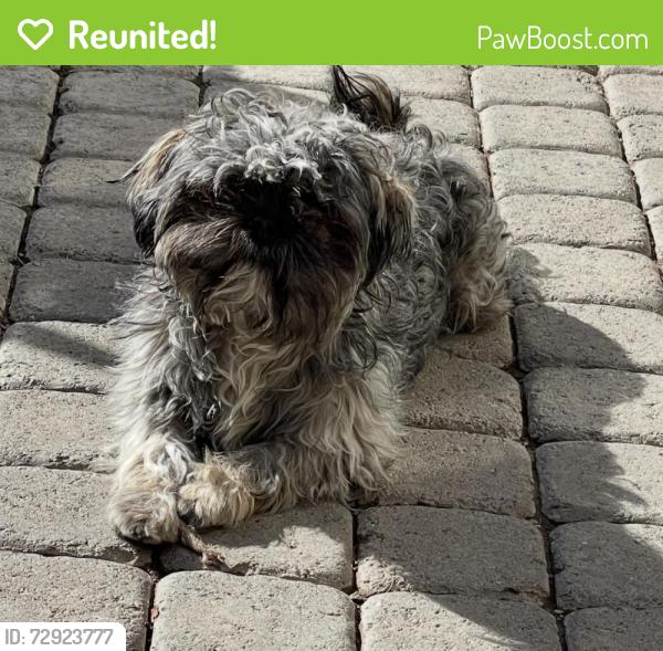 Reunited Male Dog last seen Shadow Piek and Chrisman Avenue, Las Vegas, NV 89129