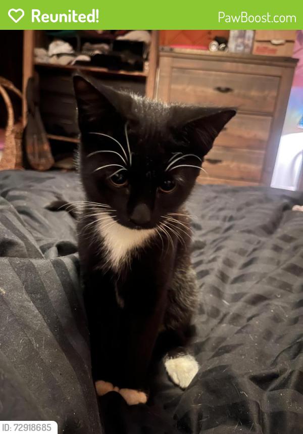 Reunited Female Cat last seen Walter and Silver, Albuquerque, NM 87102
