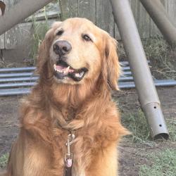 Found/Stray Male Dog last seen N Harvard Ave and 36th street north Tulsa Ok, Tulsa, OK 74115