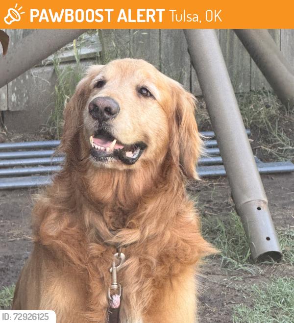 Found/Stray Male Dog last seen N Harvard Ave and 36th street north Tulsa Ok, Tulsa, OK 74115