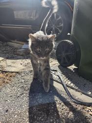Found/Stray Unknown Cat last seen 9th/idaho, Santa Monica, CA 90403