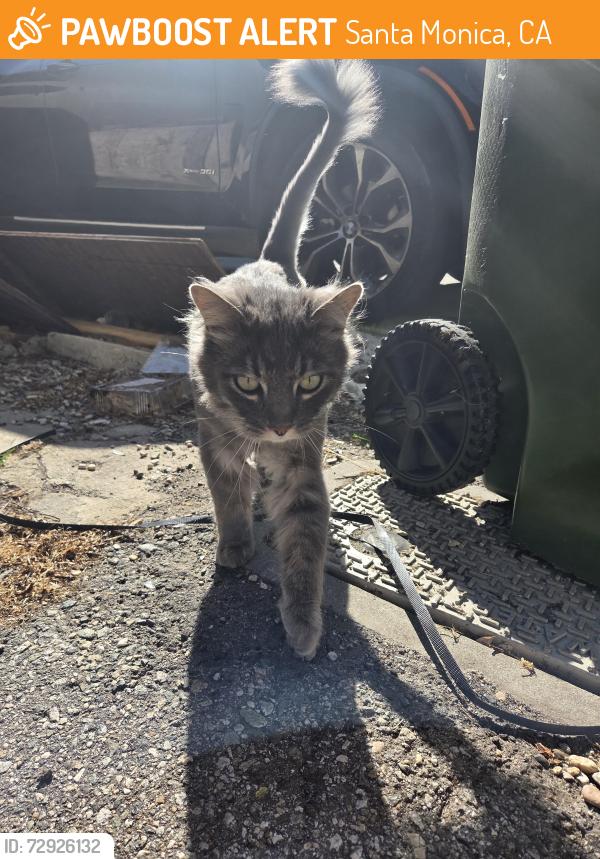 Found/Stray Unknown Cat last seen 9th/idaho, Santa Monica, CA 90403