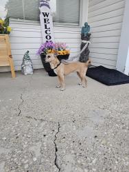Reunited Female Dog last seen Montgomery Rd., Aurora, IL 60503