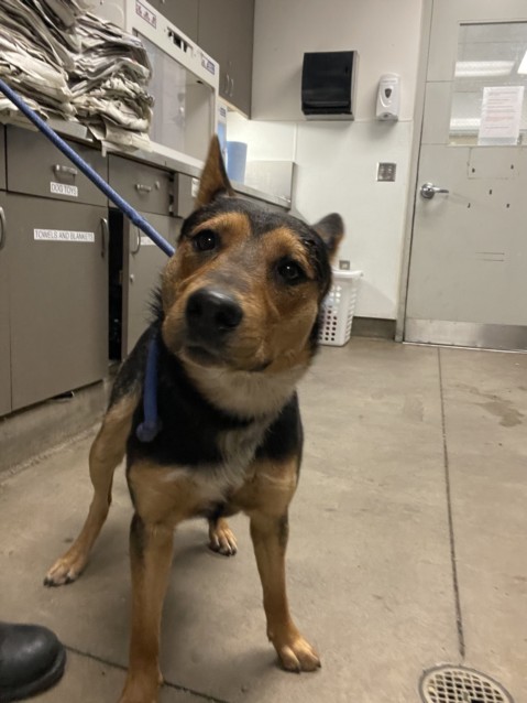 Shelter Stray Male Dog last seen , Los Angeles, CA 91405