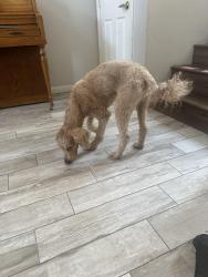 Found/Stray Male Dog last seen Marbella community , Las Vegas, NV 89144