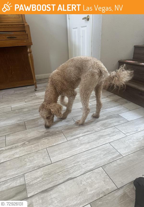 Found/Stray Male Dog last seen Marbella community , Las Vegas, NV 89144