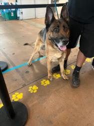 Shelter Stray Female Dog last seen , Los Angeles, CA 91405