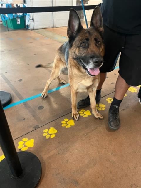 Shelter Stray Female Dog last seen , Los Angeles, CA 91405