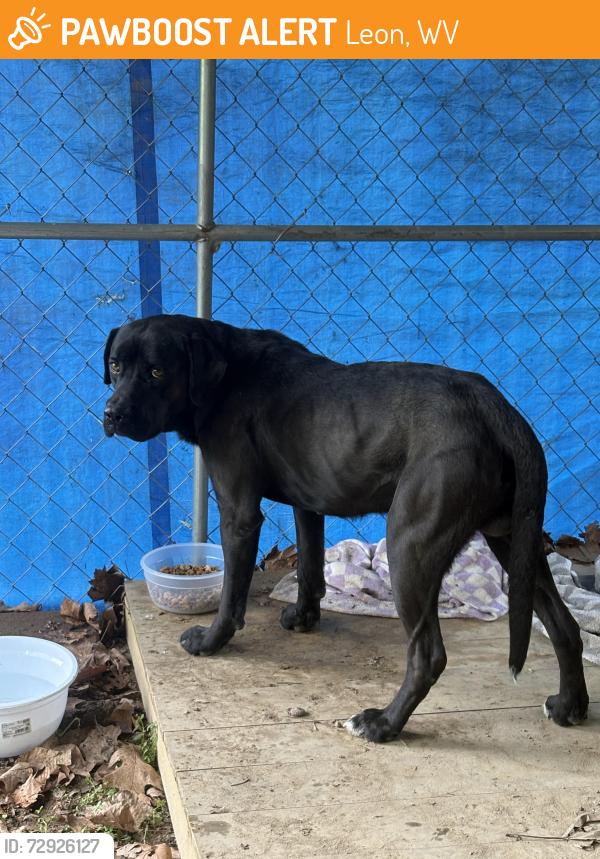 Found/Stray Male Dog last seen Leon WV , Leon, WV 25123