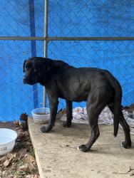 Found/Stray Male Dog last seen Leon WV , Leon, WV 25123