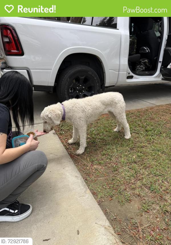 Reunited Unknown Dog last seen Lincoln/Van Buren , Riverside, CA 92503