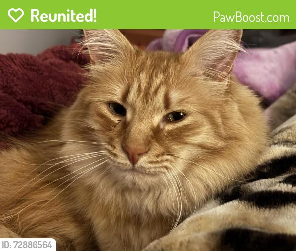 Reunited Male Cat last seen Near Dogwood Drive in King, King, NC 27021