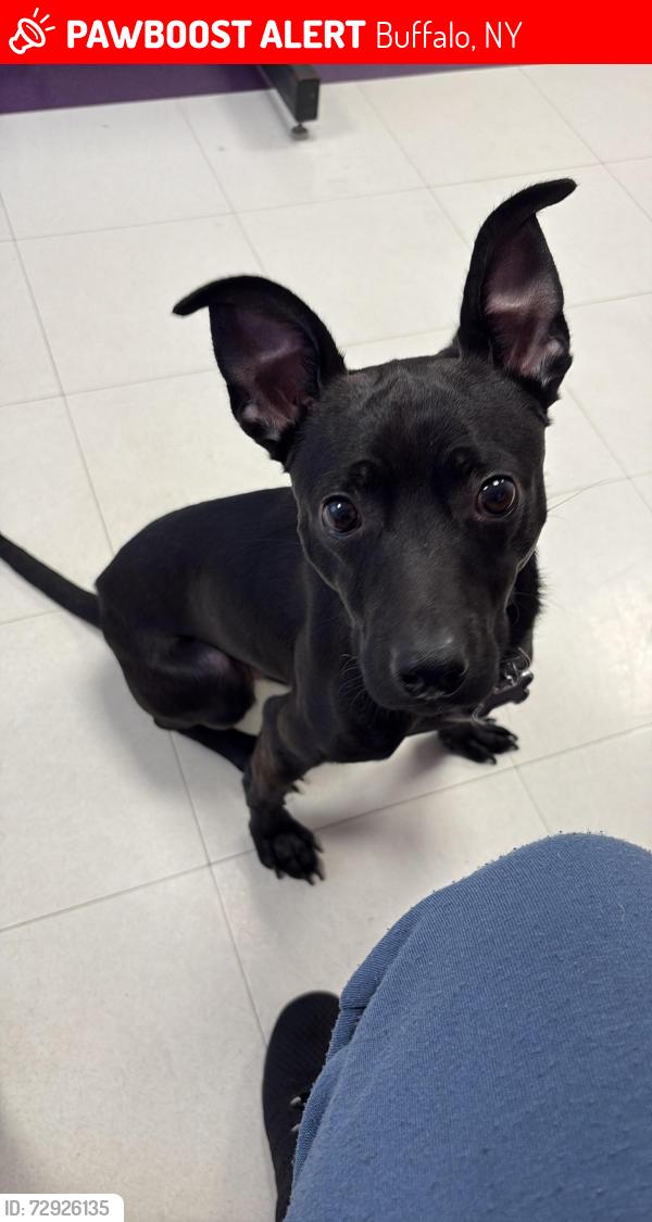 Lost Male Dog last seen Virginia and Whitney, Buffalo, NY 14201
