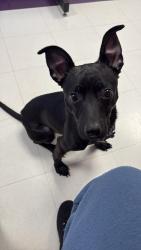 Lost Male Dog last seen Virginia and Whitney, Buffalo, NY 14201