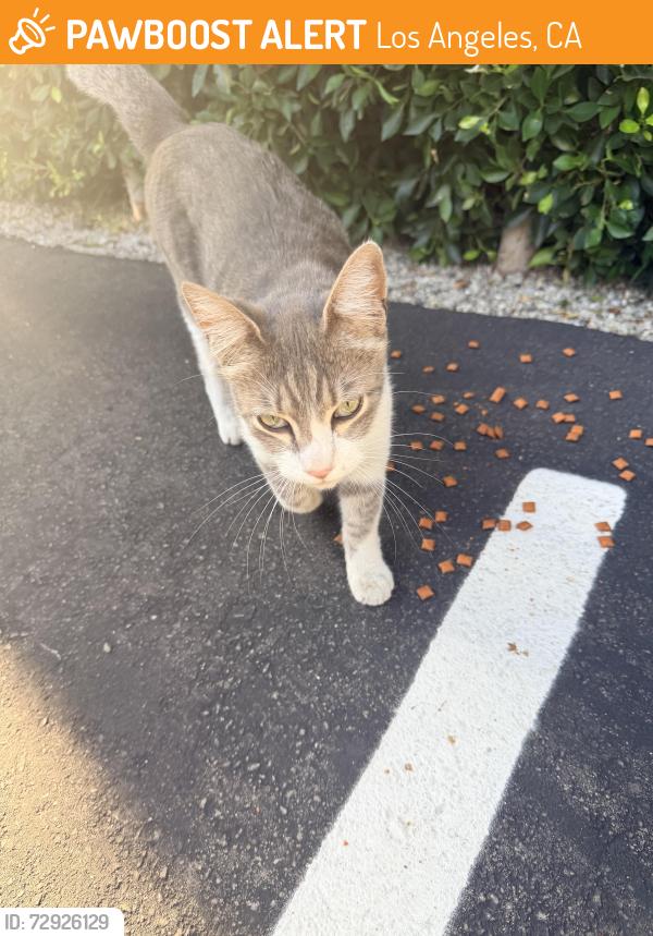 Found/Stray Female Cat last seen Elden ave and 12th st, Los Angeles, CA 90006
