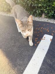 Found/Stray Female Cat last seen Elden ave and 12th st, Los Angeles, CA 90006
