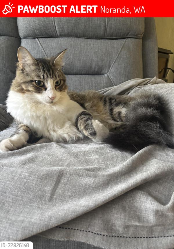 Lost Male Cat last seen Ardross way, Noranda, WA 6062