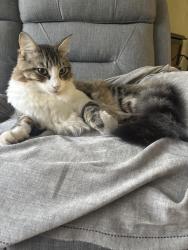 Lost Male Cat last seen Ardross way, Noranda, WA 6062
