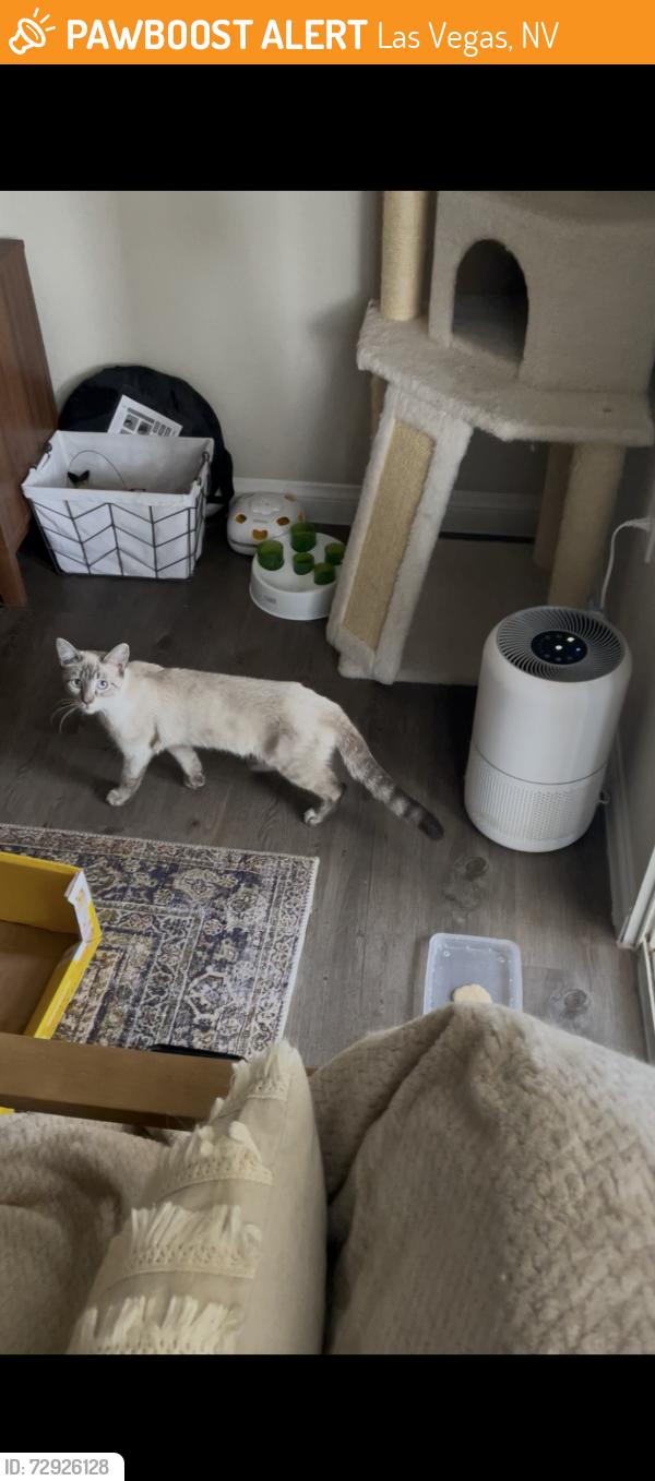 Found/Stray Unknown Cat last seen St. Rose and Spencer St, Las Vegas, NV 89183