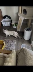 Found/Stray Unknown Cat last seen St. Rose and Spencer St, Las Vegas, NV 89183