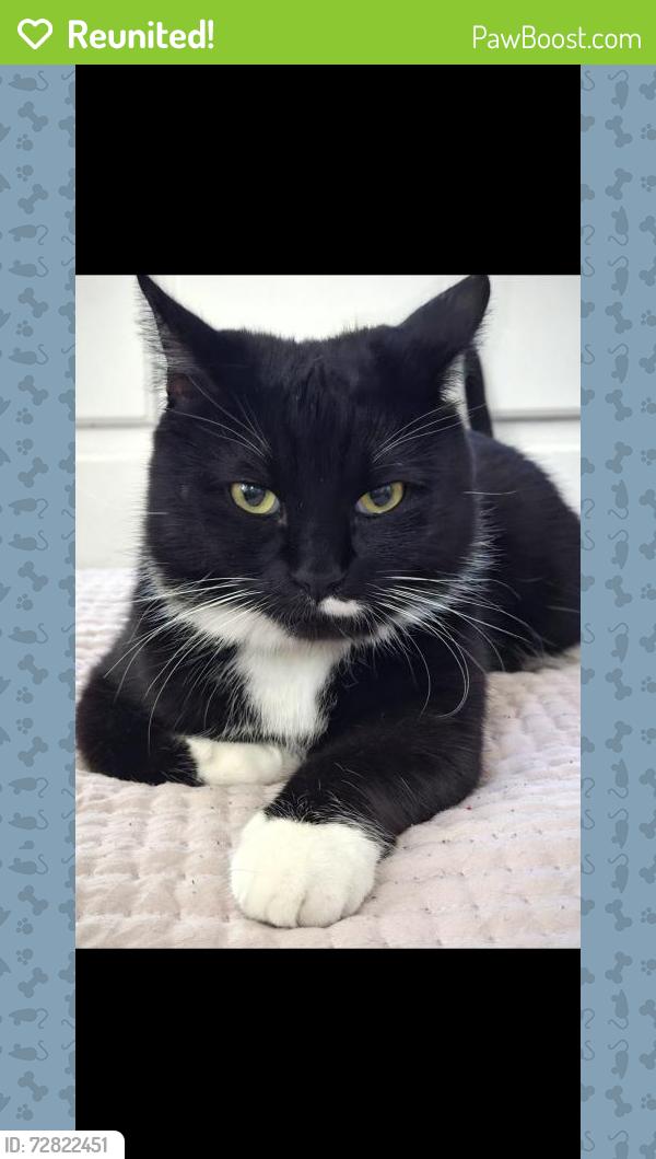 Reunited Male Cat last seen Tustin and Katella by the Staterbros on collins, Orange, CA 92867