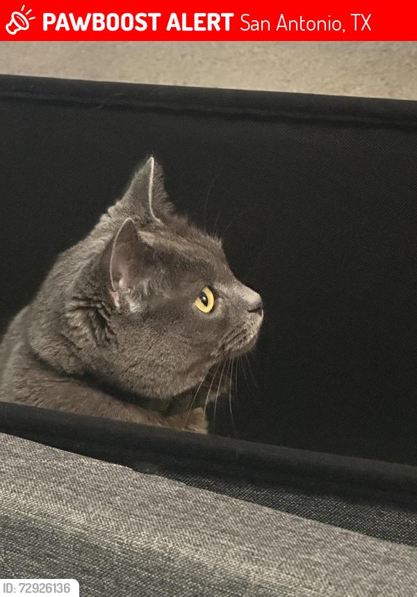 Lost Female Cat last seen Lookout rd, San Antonio, TX 78233