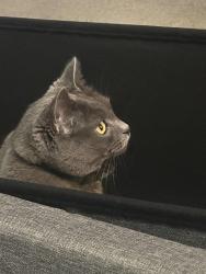 Lost Female Cat last seen Lookout rd, San Antonio, TX 78233