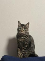 Lost Female Cat last seen Harbor ave Sw & 30th ave Sw, Seattle, WA 98126