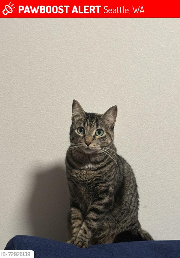 Lost Female Cat last seen Harbor ave Sw & 30th ave Sw, Seattle, WA 98126