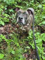 Shelter Stray Female Dog last seen Near Woodring ave, 21234, MD, Baltimore, MD 21230