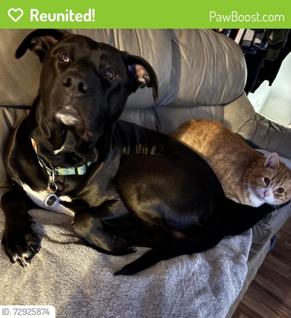 Reunited Male Dog last seen lower west side near are after liberty street, Erie, PA 16507