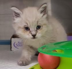 Shelter Stray Female Cat last seen , CA , Oakland, CA 94601