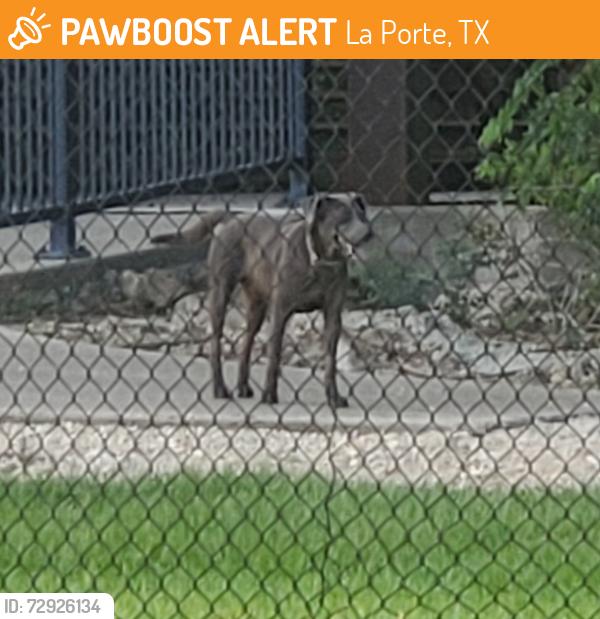 Found/Stray Unknown Dog last seen Little Cedar Bayou Park La Porte TX 77571, La Porte, TX 77571