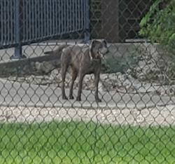Found/Stray Unknown Dog last seen Little Cedar Bayou Park La Porte TX 77571, La Porte, TX 77571
